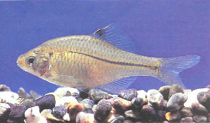 Еще один вид горчака — Rhodeus suigensis