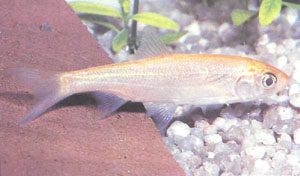 Желтоватая форма золотого язя Leuciscusidus