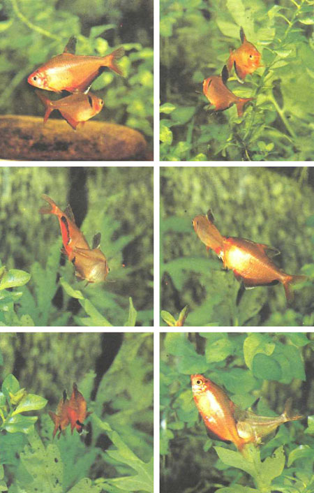 Некоторые фазы нерестового поведения каллистусов (фото Р. Зукала)