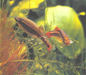 После нерестового объятия рыбы немедленно расходятся; под ними видна икра, падающая в гущу растений