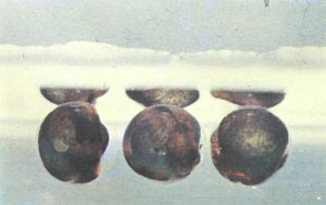 Плавающие икринки P. buchholzi (фото У. Армбруста)