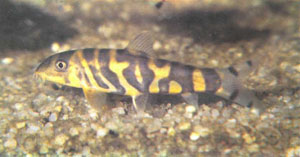 Экземпляр В. dario с отклонениями в рисунке