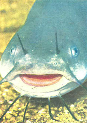 Голова A. nebulosus — опасного хищника и мусорщика