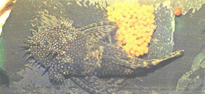 Самцы сомиков бесстрашно защищают икру и мальков. Этот самец расправил свои острые шипики на щеках, готовый к отражению неприятеля — руки, перевернувшей камень с кладкой икры (фото У. Вернера)