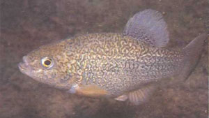 Cyprinodon elegans (фото У. Ростона)