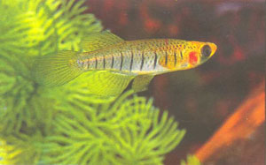 Fundulus lineolatus