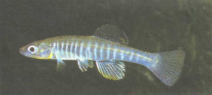 Fundulus waccamensis