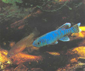 Самец следует за самкой (фото автора)