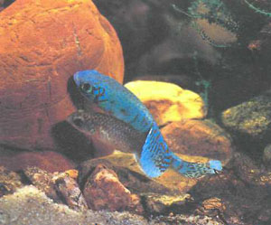 Еще одна неудачная попытка начать нерест (фото автора)