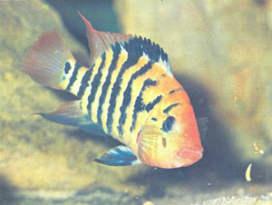 Взрослая самка С. festae