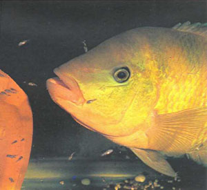 Красный разбойник (самец) в окружении мальков