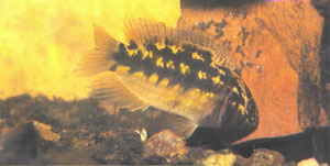 Самка N. aureocephalus ухаживает за своим выводком (фото автора)