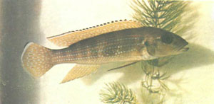 Дикий L. tetracanthus