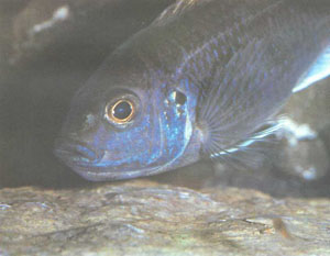 Самка Pseudotropheus «acii» во время инкубирования икры во рту (фото автора)