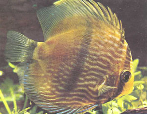 Зрелый коричневый дискус (фото д-ра Д. Тервера)