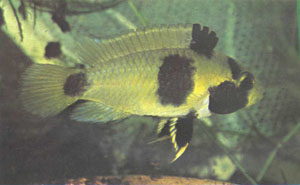 Внизу — окраска самки A. nijsseni определила ее название «апистограмма-панда») (фото де Рама)