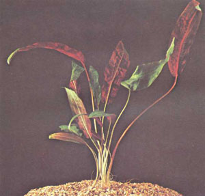 Cryptocoryne affinis, криптокорина среднего размера, служащая промежуточным звеном между высокими растениями у задней стенки и низкорослыми на переднем плане.