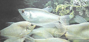 Лунные гурами (Trichogaster microlepis) (фото Р. Зукала).