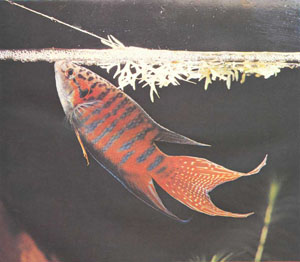 Макропод Macropodus opercularis очень красив, но часто становится крупным и агрессивным (фото Г.-Й. Рихтера)