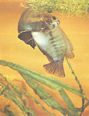 Хорошая пара лабиоз может дать за один нерест до тысячи личинок (фото Г.-Й. Рихтера)