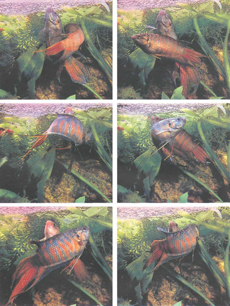 Вверху — самка приближается к самцу (слева) и проплывает перед ним, но он все еще занят гнездом. В центре — самец начинает крутиться вокруг самки. Внизу — часто нерестовые объятия распадаются из-за того, что рыбы находятся в неправильном положении (фото Б. Каля)