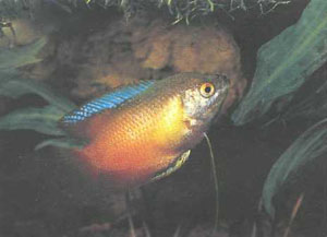 Самец красного лялиуса под своим гнездом из пены, построенным рядом с пучком Riccia;