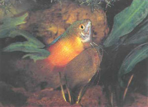 Прелюдия нереста, самка проплывает под самцом