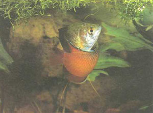 Настоящие нерестовые объятия