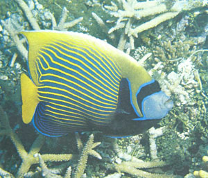 Взрослый императорский ангел (Pomacanthus imperator) — безусловно, одна из наиболее красивых рыб-ангелов (фото А. Пауэра)