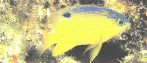 Stegastes mellis