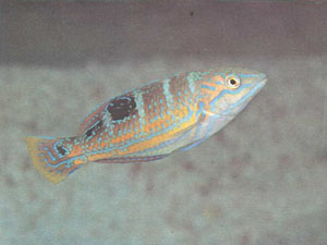 Подросток Halichoeres radiatus. Этот губан привлекателен и вынослив (фото д-ра П. Л. Колина)