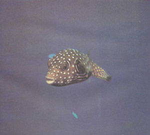 Морской иглобрюх Arothron hispidus. Иглобрюховидные — это одно из немногих семейств, виды которого обитают в морской, солоноватой и пресной воде. Поэтому содержать их может почти каждый аквариумист (фото А. Пауэра)