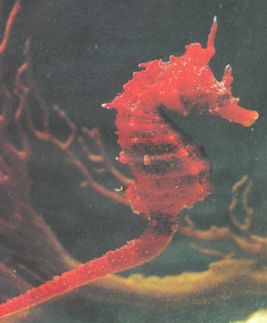 Этот конек получил свое название Hippocampus coronatus по выступу на голове (фото Ф. Ясуды)