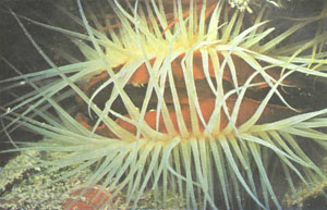 Существуют несколько цветных разновидностей. Чаще всего встречается форма с оранжево-красными мантией и щупальцами, но есть и другие разновидности, в частности (на рисунке) с белыми щупальцами и красной мантией, Щупальца очень чувствительны к колебаниям воды и действуют подобно системе предупреждения при появлении хищников (фото д-ра П. Колина)