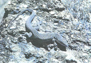 Варан Сторра (Varanus storri), еще один мелкий вид с шиповатым хвостом, близкий родственник V. acanthurus