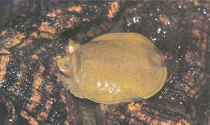 Молодая черепашка Trionyx muticus