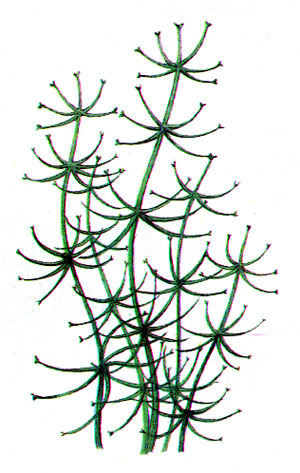 Блестянка крупноплодная