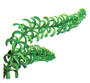 Элодея, водяная чума густолиственная