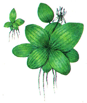 Лимнобиум побегоносный