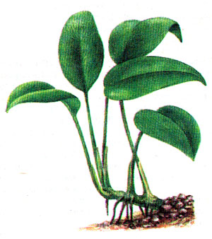 Анубиас карликовый