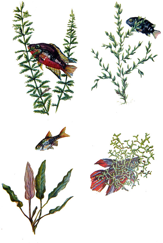 перистолистник, водяной мох, криптокорина Беккета, риччия