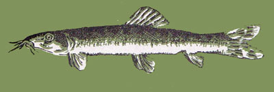 Leptobotia mantschurica