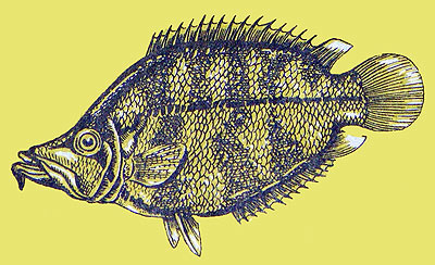 Monocirrhus polyacanthus